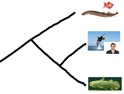 cladogram.png